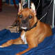 stylizing-your-dog