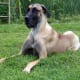Great Dane