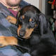 the same doberman