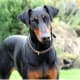 Domberman Pinscher