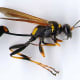 Wasp