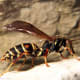 Hornet
