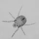 Chigger