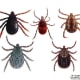 Ticks