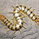 Centipede