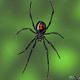 Female Black Widow Spider