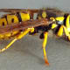 The Western Yellow Jacket