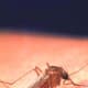 Mosquito