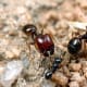 Ants