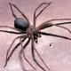 The Brown Recluse Spider