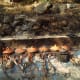 aboriginal-australian-cooking