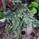 Japanese Painted Fern - Loves moisture and shade