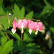 Pink Bleeding Hearts.