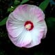 Hardy Hibiscus survived zone 5, has enormous blooms and loves wet feet!