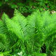 Ferns love damp soil - this is a cinnaomon stick fern.