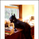 schnauzer-pictures
