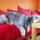 schnauzer-pictures