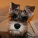 schnauzer-pictures