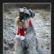 schnauzer-pictures