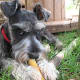schnauzer-pictures