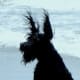 schnauzer-pictures