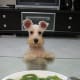 schnauzer-pictures