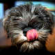 schnauzer-pictures