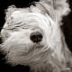 schnauzer-pictures