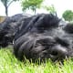 schnauzer-pictures