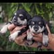 schnauzer-pictures