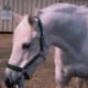arabian-horses-are-not-crazy