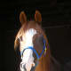 arabian-horses-are-not-crazy