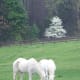 arabian-horses-are-not-crazy