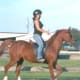 arabian-horses-are-not-crazy