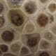 State Stone: Petoskey Stone