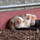 you_can_never_get_enough_marmoset