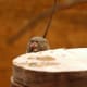 you_can_never_get_enough_marmoset