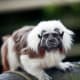 you_can_never_get_enough_marmoset