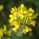 Mustard plant.