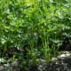Carrot greens