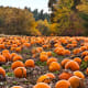 fall-autumn-jewelry-making-inspiration-designs-colors-other-ideas