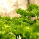The Curly Leaved or French Parsley