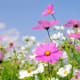 Cosmos in South Africa