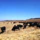 Winter. Eastern Free State (June - August)