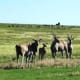 Between Kroonstad and Bethlehem, Free State, South Africa