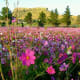 Cosmos in South Africa