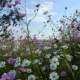 Cosmos in South Africa