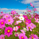 Cosmos in South Africa