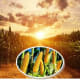Maize, agriculture, Free State, South Africa