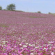 Cosmos in South Africa
